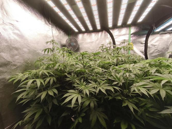 Gorilla, Punch Pie, Radical Juice. Week 12 - bd
04.01.2026