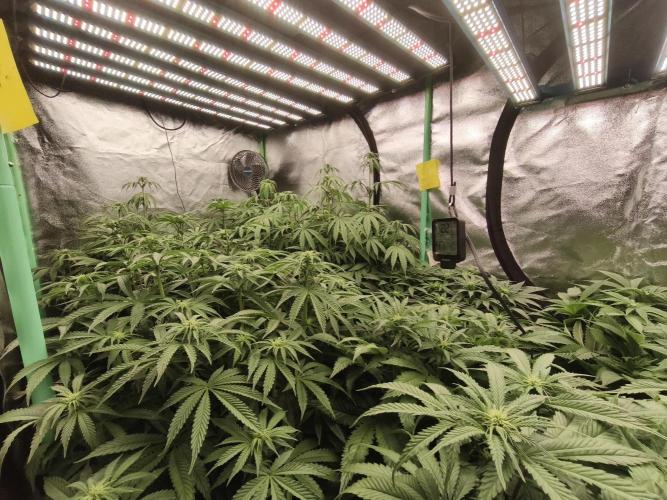 Gorilla, Punch Pie, Radical Juice. Week 12 - bd
04.01.2026