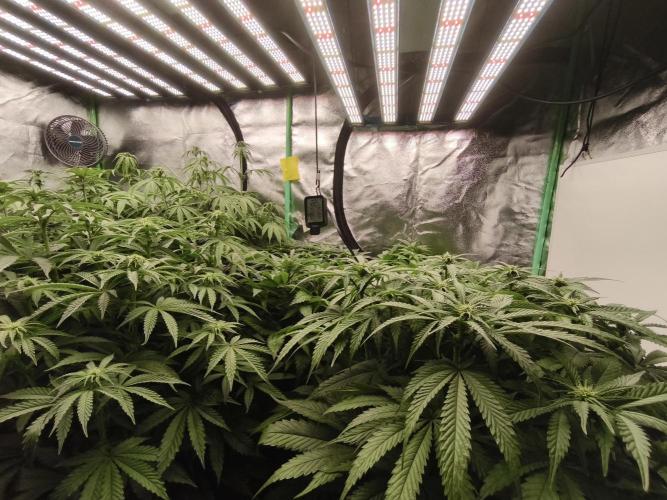 Gorilla, Punch Pie, Radical Juice. Week 12 - bd
04.01.2026