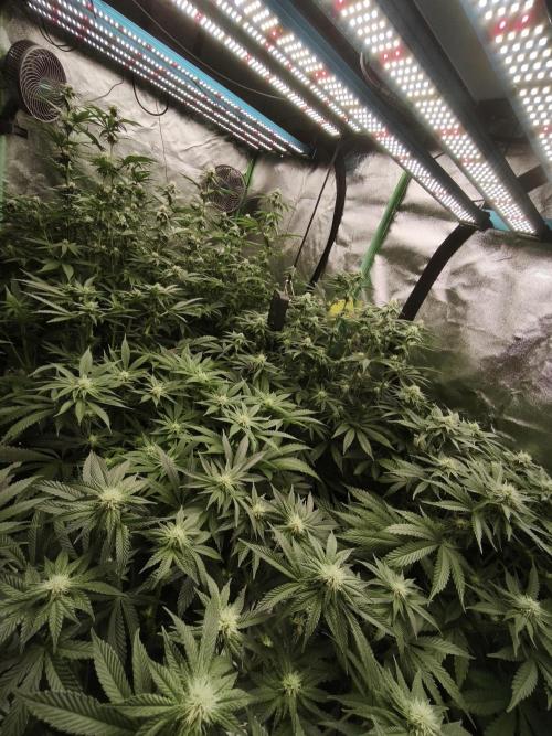 Gorilla, Punch Pie, Radical Juice. Week 13 - BD 21
11.01.2026