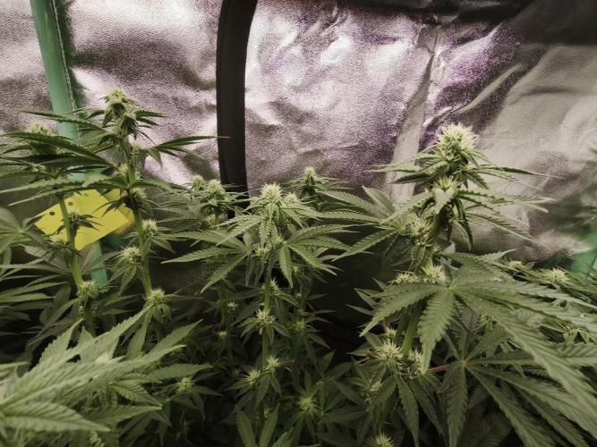 Gorilla, Punch Pie, Radical Juice. Week 13 - BD 21
11.01.2026