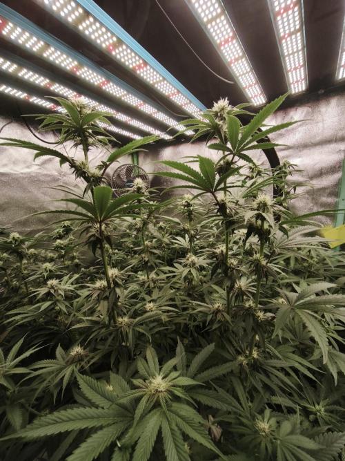 Gorilla, Punch Pie, Radical Juice. Week 13 - BD 21
11.01.2026