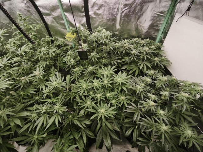 Gorilla, Punch Pie, Radical Juice. Week 13 - BD 21
11.01.2026