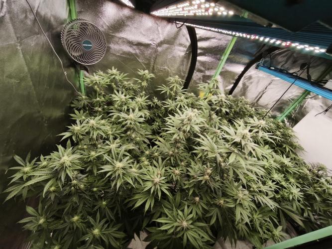 Gorilla, Punch Pie, Radical Juice. Week 13 - BD 21
11.01.2026