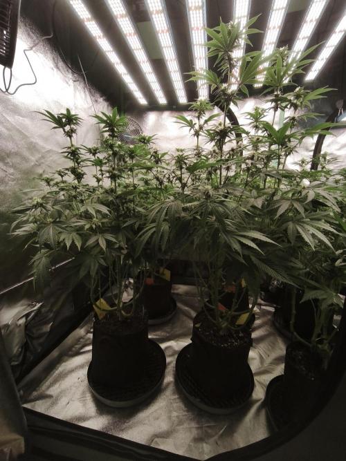 Gorilla, Punch Pie, Radical Juice. Week 13 - BD 21
11.01.2026