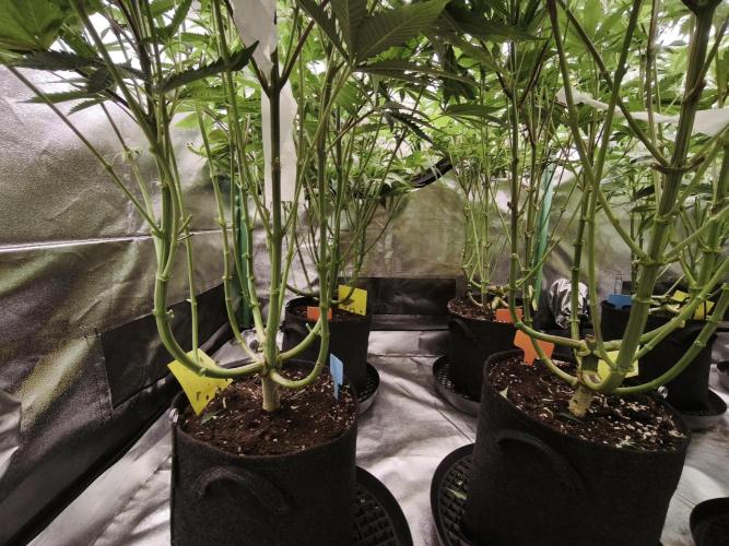 Gorilla, Punch Pie, Radical Juice. Week 13 - BD 21
11.01.2026