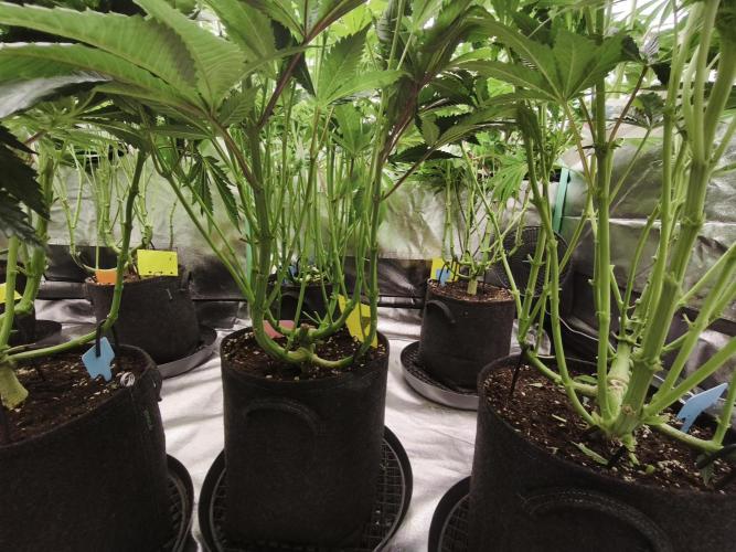 Gorilla, Punch Pie, Radical Juice. Week 13 - BD 21
11.01.2026