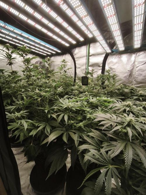 Gorilla, Punch Pie, Radical Juice. Week 13 - BD 21
11.01.2026