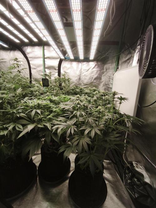 Gorilla, Punch Pie, Radical Juice. Week 13 - BD 21
11.01.2026