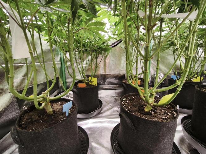 Gorilla, Punch Pie, Radical Juice. Week 13 - BD 26
16.01.2026