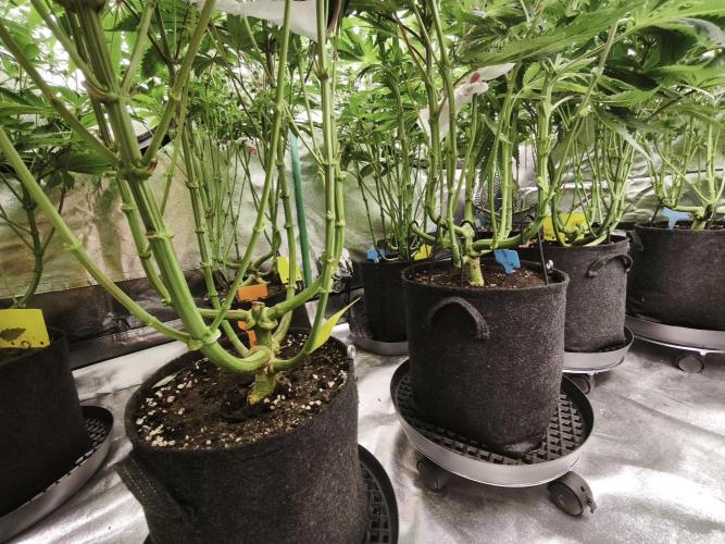 Gorilla, Punch Pie, Radical Juice. Week 13 - BD 26
16.01.2026