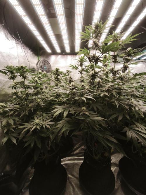 Gorilla, Punch Pie, Radical Juice. Week 13 - BD 26
16.01.2026