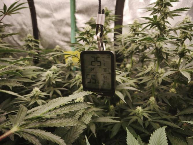 Gorilla, Punch Pie, Radical Juice. Week 13 - BD 26
16.01.2026