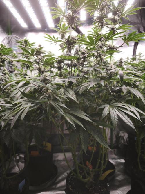 Gorilla, Punch Pie, Radical Juice. Week 13 - BD 26
16.01.2026