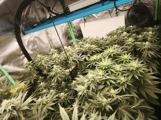 Gorilla, Punch Pie, Radical Juice. Week 13 - BD 26
16.01.2026