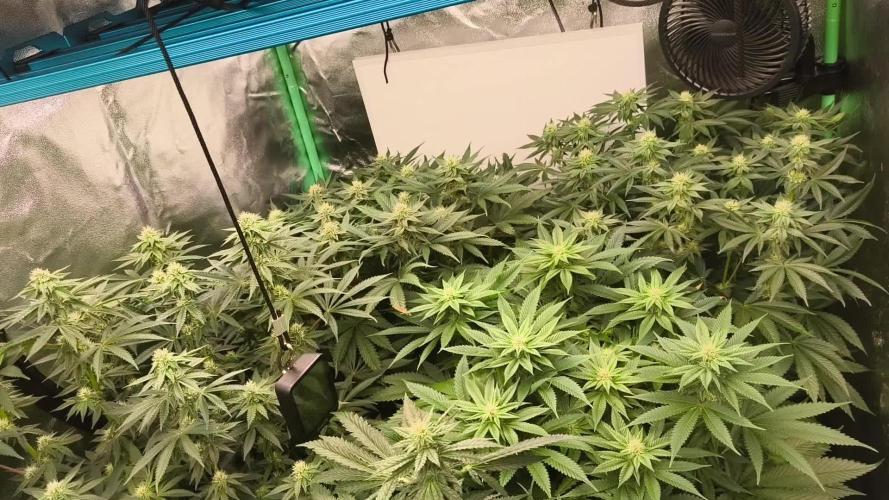 Gorilla, Punch Pie, Radical Juice