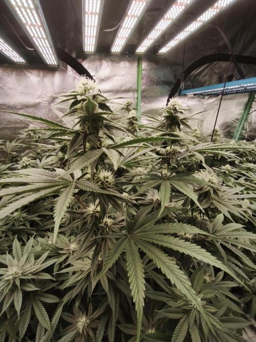 Gorilla, Punch Pie, Radical Juice. Week 13 - BD 26
16.01.2026