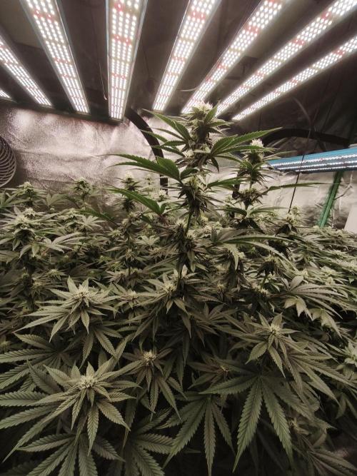 Gorilla, Punch Pie, Radical Juice. Week 13 - BD 26
16.01.2026