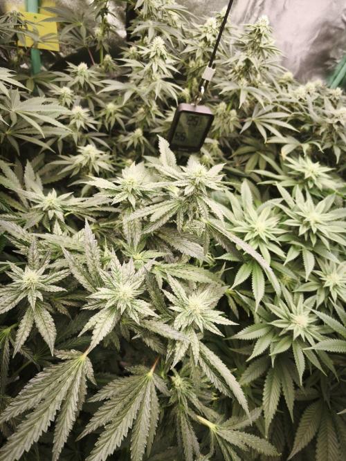 Gorilla, Punch Pie, Radical Juice. Week 14 - bday 28
18.01.2026