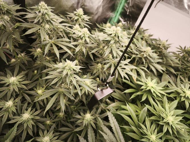 Gorilla, Punch Pie, Radical Juice. Week 14 - bday 28
18.01.2026