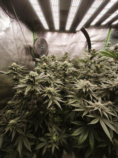 Gorilla, Punch Pie, Radical Juice. Week 14 - bday 28
18.01.2026