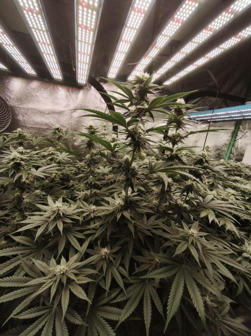 Gorilla, Punch Pie, Radical Juice. Week 14 - bday 28
18.01.2026