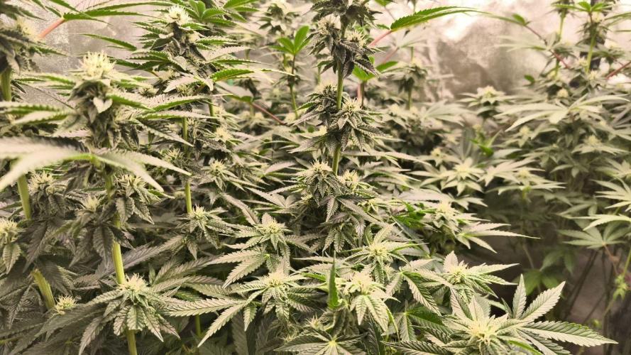 Gorilla, Punch Pie, Radical Juice. Week 14 - bday 28
18.01.2026