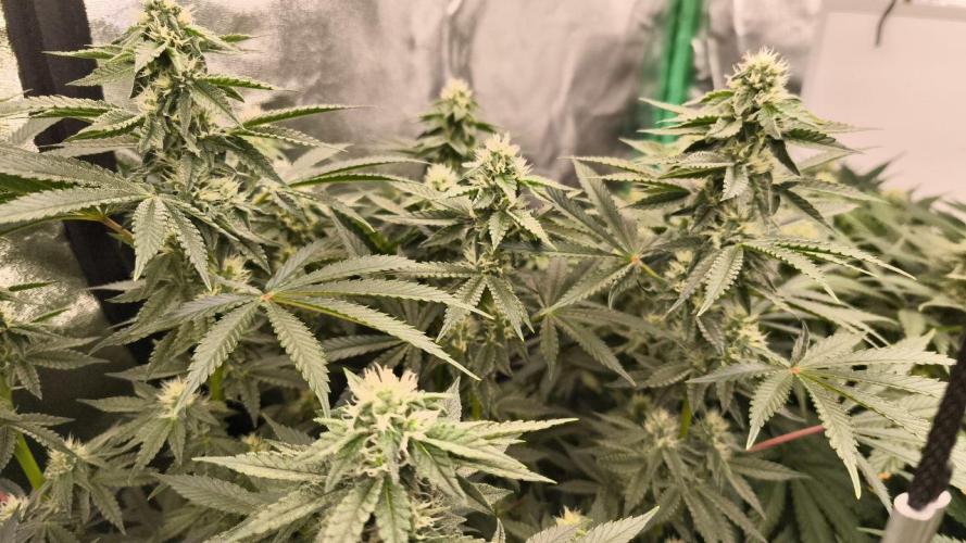 Gorilla, Punch Pie, Radical Juice. Week 14 - bday 28
18.01.2026