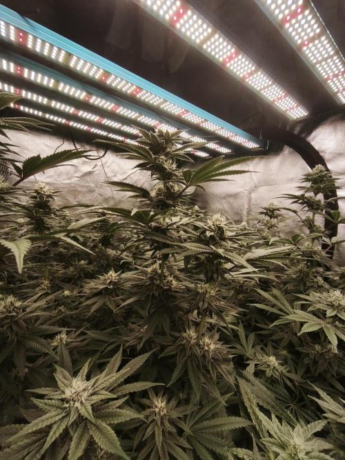 Gorilla, Punch Pie, Radical Juice. Week 14 - bday 34
25.01.2026