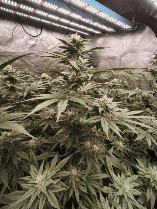 Gorilla, Punch Pie, Radical Juice. Week 14 - bday 34
25.01.2026