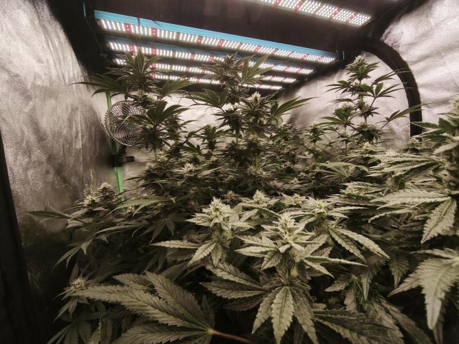 Gorilla, Punch Pie, Radical Juice. Week 14 - bday 34
25.01.2026