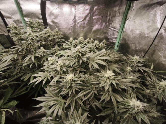 Gorilla, Punch Pie, Radical Juice. Week 14 - bday 34
25.01.2026