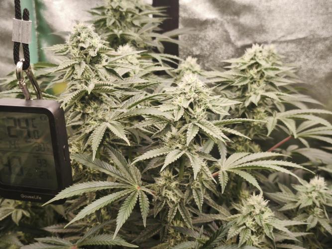 Gorilla, Punch Pie, Radical Juice. Week 14 - bday 34
25.01.2026