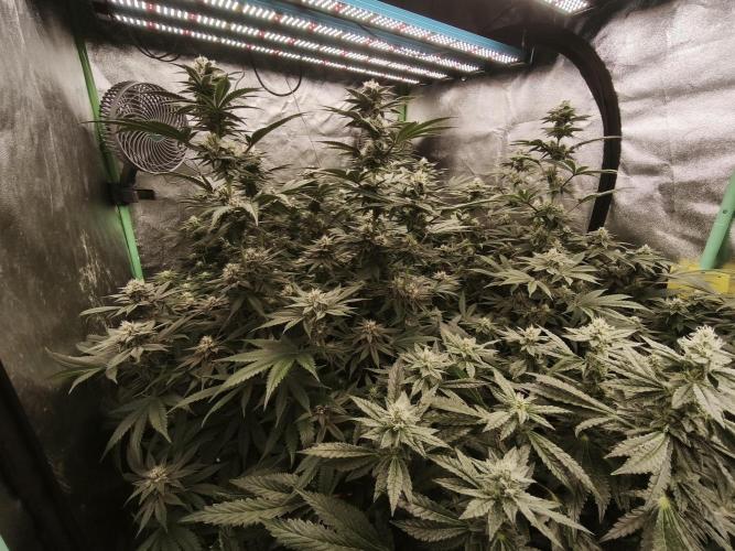 Gorilla, Punch Pie, Radical Juice. Week 14 - bday 34
25.01.2026