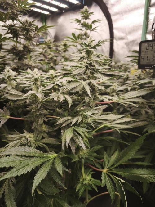 Gorilla, Punch Pie, Radical Juice. Week 14 - bday 34
25.01.2026