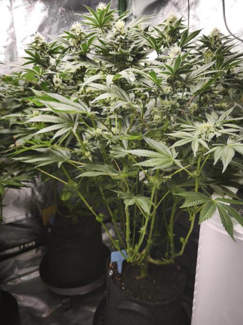 Gorilla, Punch Pie, Radical Juice. Week 14 - bday 34
25.01.2026