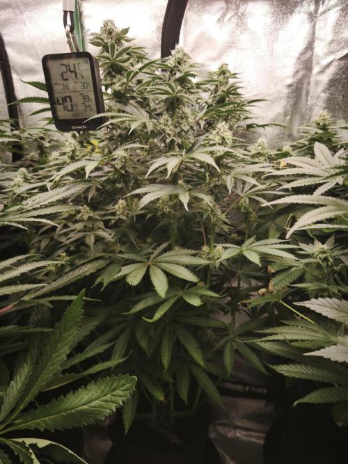 Gorilla, Punch Pie, Radical Juice. Week 14 - bday 34
25.01.2026