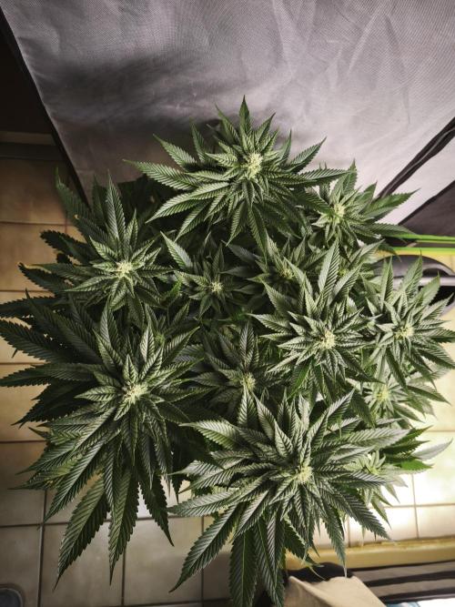 Gorilla, Punch Pie, Radical Juice. Week 14 - Purple Punch
bday 34
25.01.2026