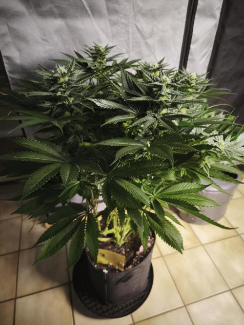 Gorilla, Punch Pie, Radical Juice. Week 14 - Purple Punch
bday 34
25.01.2026