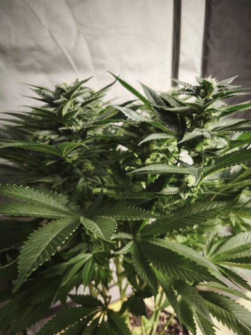 Gorilla, Punch Pie, Radical Juice. Week 14 - Purple Punch
bday 34
25.01.2026