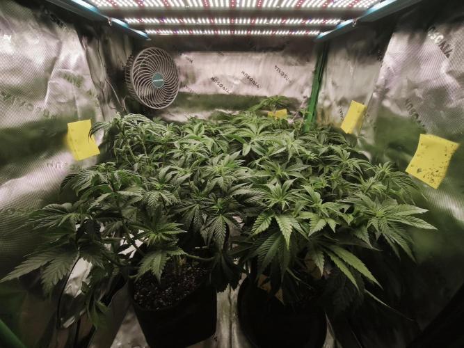 RQS Wedding Cake. Week 1 - Vegi pre flip