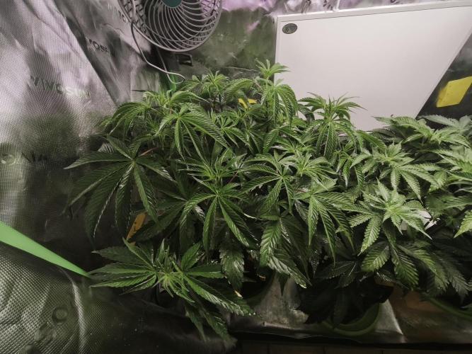 Cherrytini. Week 1 - veg shot pre flip