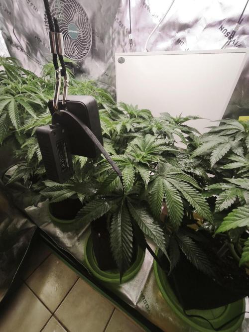 Cherrytini. Week 1 - veg shot pre flip 