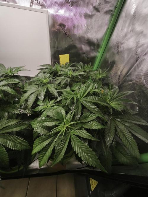 Cherrytini. Week 1 - veg shot pre flip 