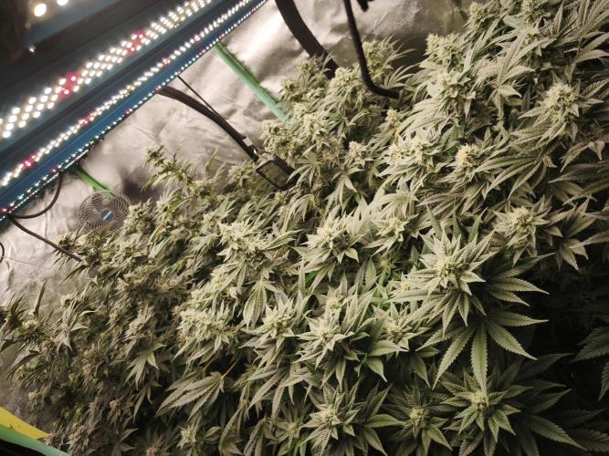 Gorilla, Punch Pie, Radical Juice. Week 15 - bday 36
26.01.2026