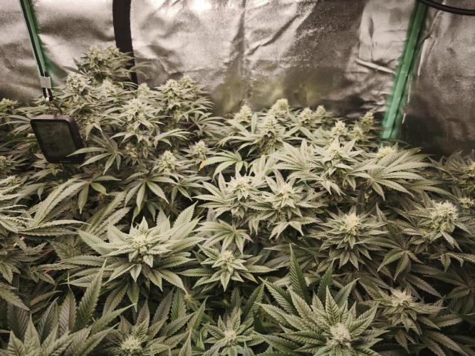 Gorilla, Punch Pie, Radical Juice. Week 15 - bday 36
26.01.2026