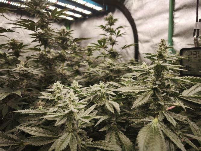 Gorilla, Punch Pie, Radical Juice. Week 15 - bday 36
26.01.2026