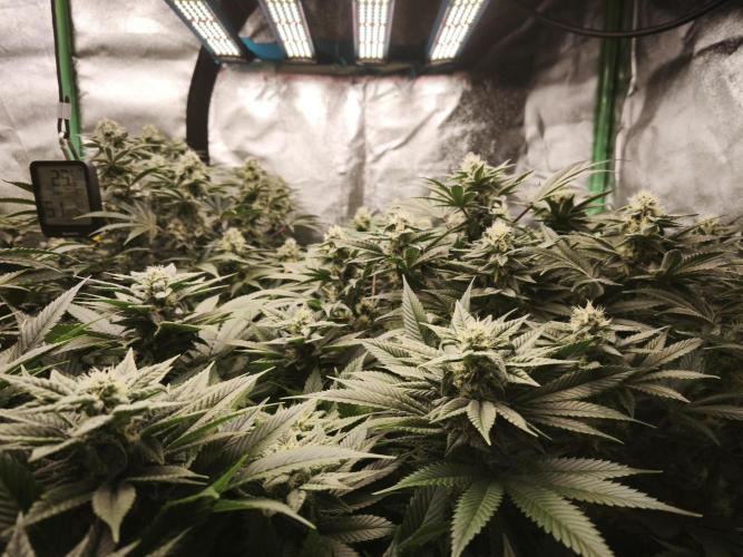 Gorilla, Punch Pie, Radical Juice. Week 15 - bday 36
26.01.2026