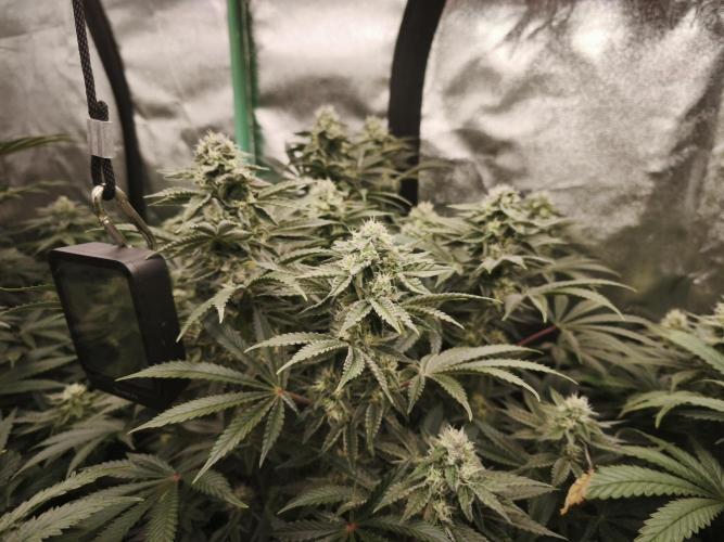 Gorilla, Punch Pie, Radical Juice. Week 15 - bday 36
26.01.2026