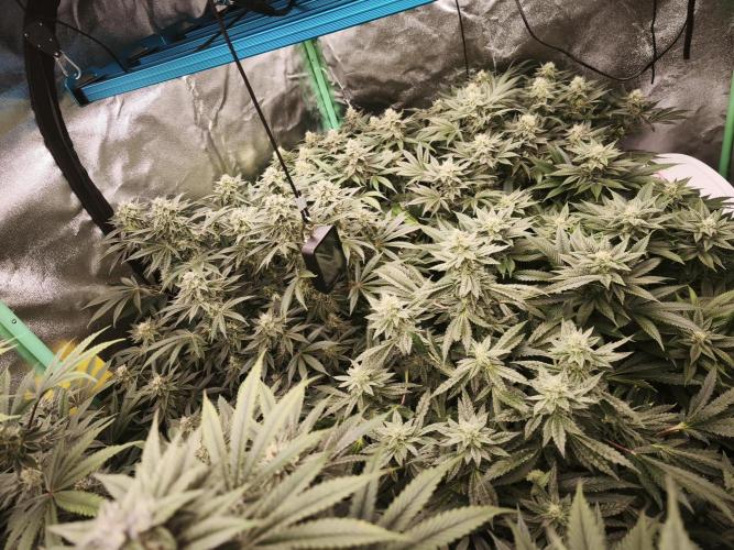 Gorilla, Punch Pie, Radical Juice. Week 15 - bday 36
26.01.2026